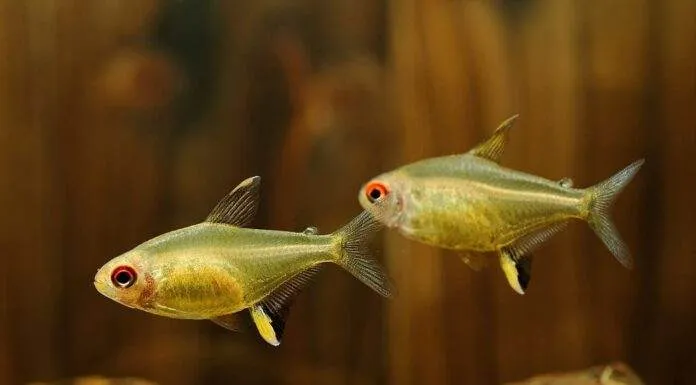 poisson Hyphessobrycon pulchripinnis