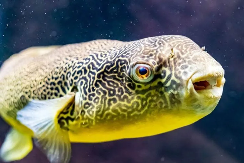 poisson Tetraodon mbu (2)