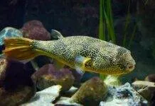 poisson Tetraodon mbu