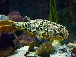 poisson Tetraodon mbu