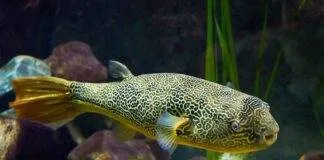 poisson Tetraodon mbu
