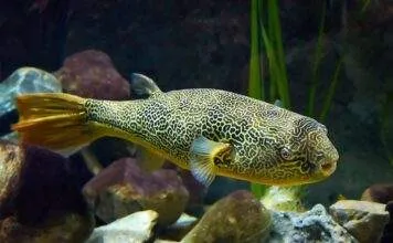 Fiche du poisson Tetraodon mbu poisson Tetraodon mbu