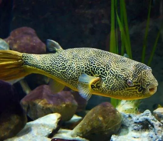 poisson Tetraodon mbu