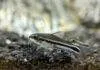 poisson corydoras pygmaeus
