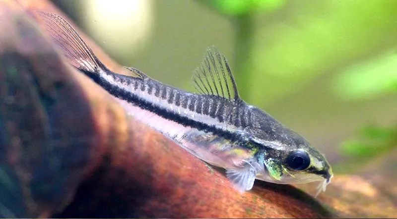 poisson corydoras pygmaeus (2)
