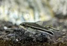 Fiche du poisson corydoras pygmaeus poisson corydoras pygmaeus