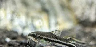 poisson corydoras pygmaeus