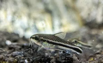 Fiche du poisson corydoras pygmaeus poisson corydoras pygmaeus