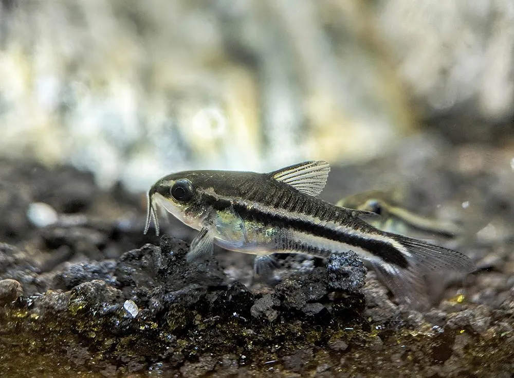 poisson corydoras pygmaeus