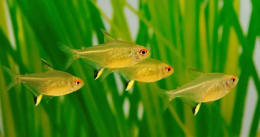 tetra citron