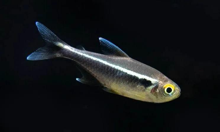 tetra néon noir
