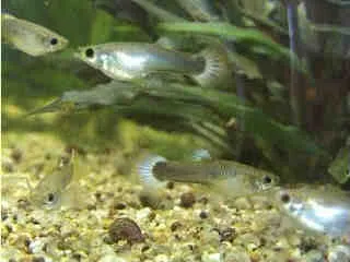 2 mois alevins guppy