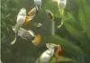 Expérience personnelle dans la reproduction des guppies 3 mois guppies