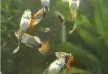 Expérience personnelle dans la reproduction des guppies 3 mois guppies