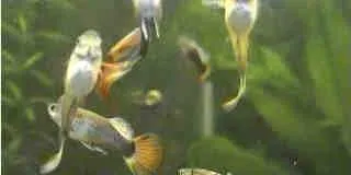 3 mois guppies