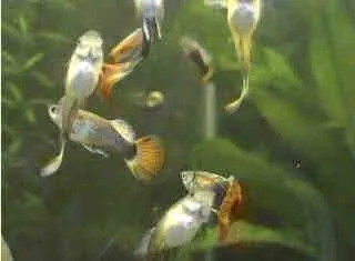 3 mois guppies