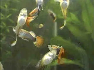 3 mois alevins guppy