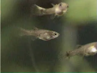 Deuxième semaine alevins guppy
