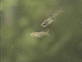 Première semaine alevins guppy