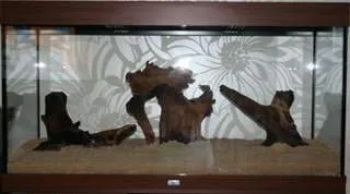 aquarium amazonien (1)