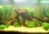 Nouveau bac amazonien : du projet à la réalisation aquarium amazonien (2)