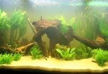 aquarium amazonien (2)