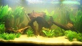 aquarium amazonien (2)