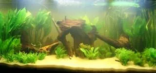 aquarium amazonien (2)