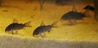 aquarium amazonien (4)