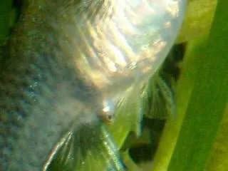 naissance guppies