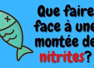 Que faire face à une montée de nitrites?