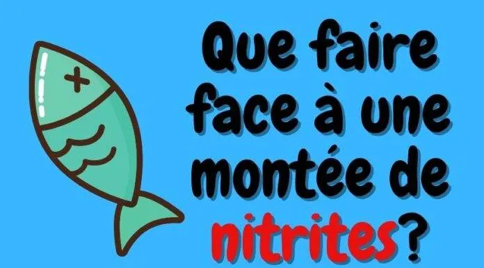 Que faire face à une montée de nitrites? Que faire face à une montée de nitrites?