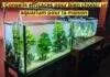 4 Conseils efficaces pour bien choisir un aquarium pour la maison 4 Conseils efficaces pour bien choisir un aquarium pour la maison