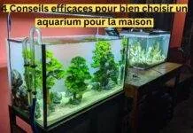 4 Conseils efficaces pour bien choisir un aquarium pour la maison 4 Conseils efficaces pour bien choisir un aquarium pour la maison