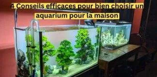 4 Conseils efficaces pour bien choisir un aquarium pour la maison