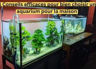 4 Conseils efficaces pour bien choisir un aquarium pour la maison