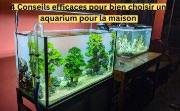 4 Conseils efficaces pour bien choisir un aquarium pour la maison 4 Conseils efficaces pour bien choisir un aquarium pour la maison