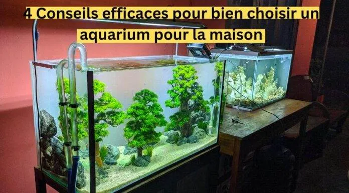 4 Conseils efficaces pour bien choisir un aquarium pour la maison