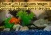 Aquarium à poissons rouges : Comment réussir son entretien ? Aquarium à poissons rouges : Comment réussir son entretien ?