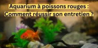 Aquarium à poissons rouges : Comment réussir son entretien ? Aquarium à poissons rouges : Comment réussir son entretien ?