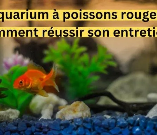 Aquarium à poissons rouges : Comment réussir son entretien ?