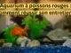 Aquarium à poissons rouges : Comment réussir son entretien ? Aquarium à poissons rouges : Comment réussir son entretien ?