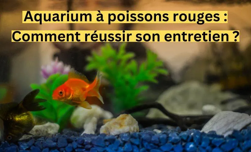 Aquarium à poissons rouges : Comment réussir son entretien ?