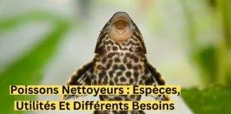 Poissons nettoyeurs : Espèces, utilités et différents besoins ! Poissons nettoyeurs Espèces, utilités et différents besoins-min