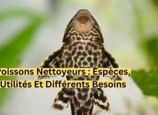 Poissons nettoyeurs : Espèces, utilités et différents besoins ! Poissons nettoyeurs Espèces, utilités et différents besoins-min