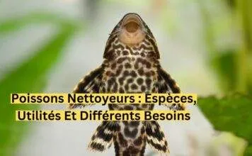 Poissons nettoyeurs : Espèces, utilités et différents besoins ! Poissons nettoyeurs Espèces, utilités et différents besoins-min