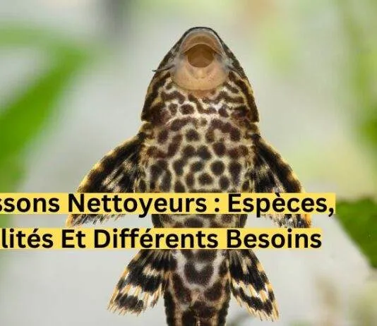 Poissons nettoyeurs Espèces, utilités et différents besoins-min