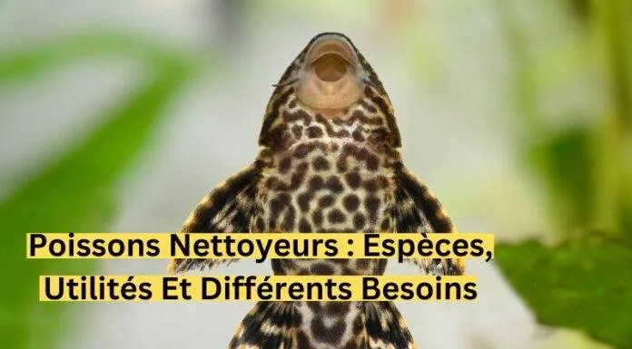 Poissons nettoyeurs : Espèces, utilités et différents besoins ! Poissons nettoyeurs Espèces, utilités et différents besoins-min