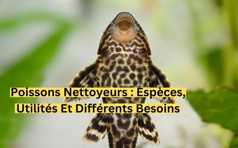 Poissons nettoyeurs Espèces, utilités et différents besoins-min