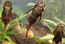 Poissons nettoyeurs à multitâches